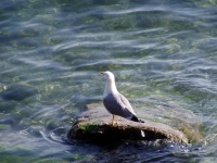 p6090010 A gull and the Adriatico