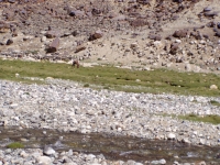 p6260283 The stream brings greenery in barren Ladakh