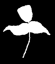 Dancing Flower
