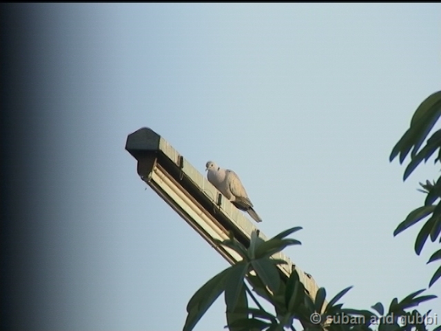 collareddove