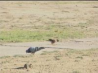  With a squirrel and a pigeon. Opposite Lucky restaurant