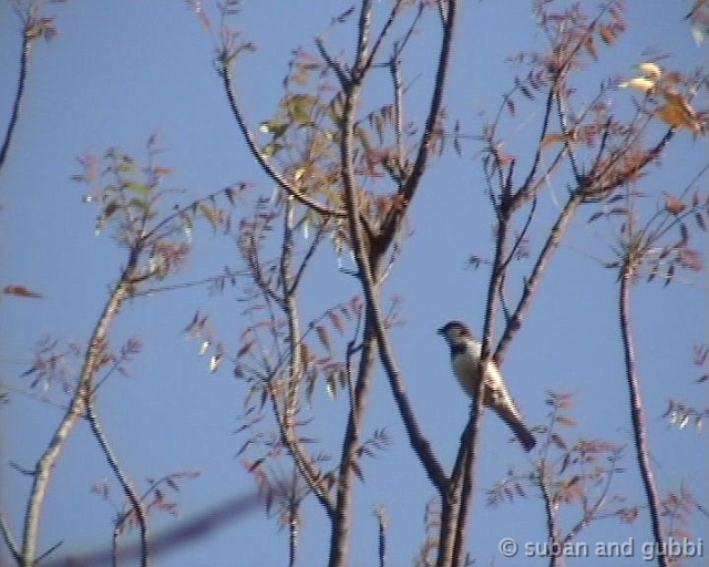 sparrow