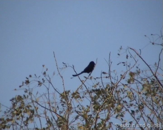 drongo
