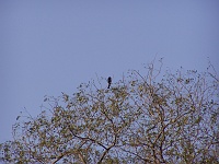 Drongo