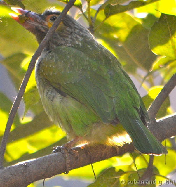 DSC_0019
