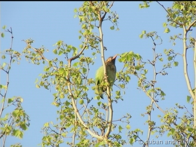 barbet