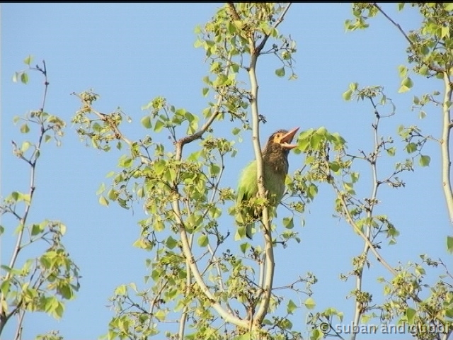 barbet2