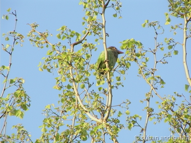 barbet3