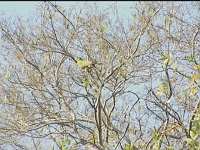 On a tree near Textile dept.