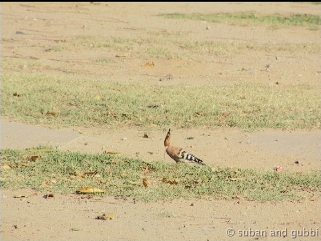 hoopoe1