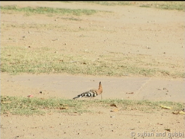 hoopoe2