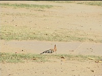 Hoopoe
