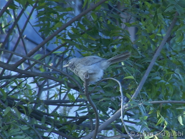 babbler1