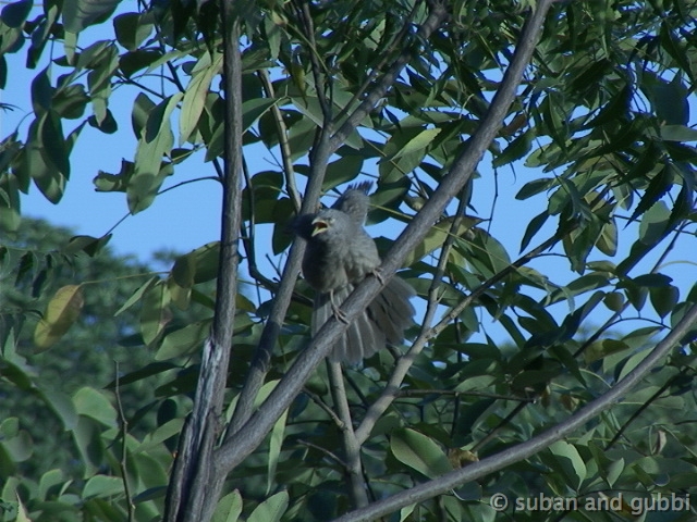 babbler2