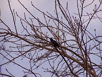Koel