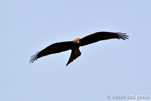 Kite1