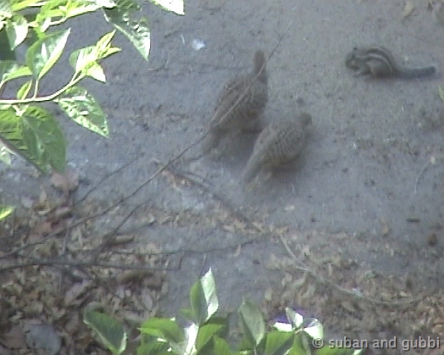 partridge2