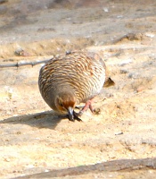 Partridge
