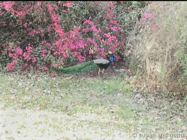 peacock1