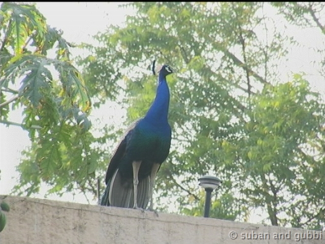 peacock2