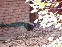  Opposite SBI