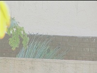  Occluded Peacock dance