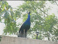 Peacock