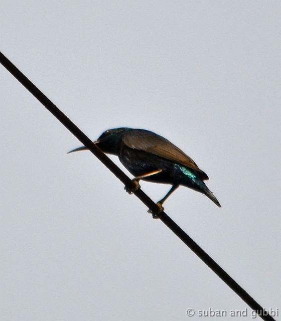 DSC_0526