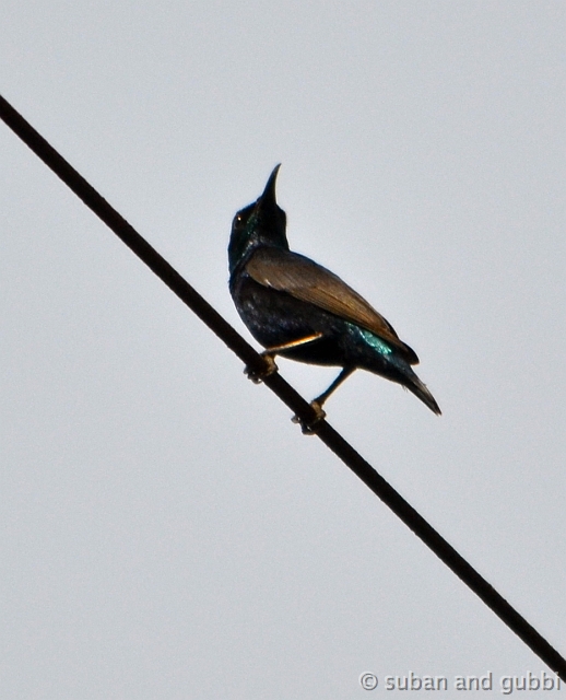 DSC_0530