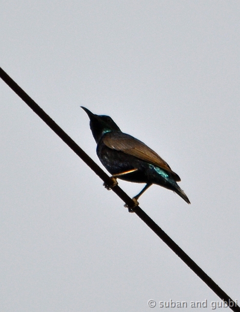 DSC_0531