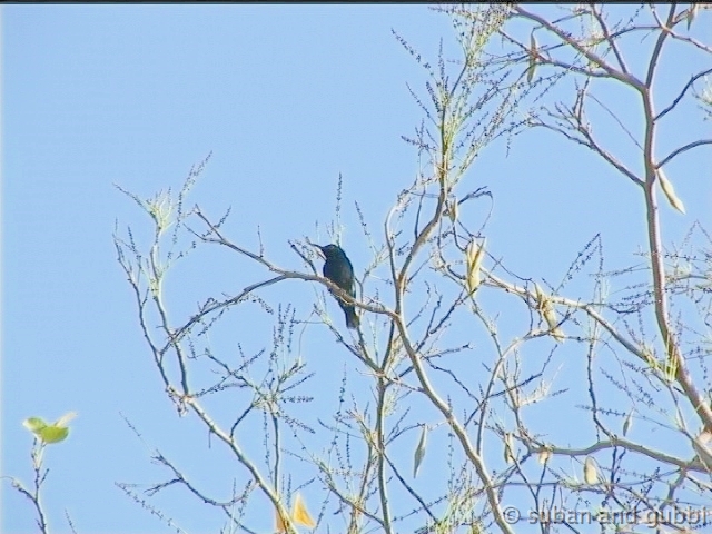psunbird1-gamma2.0