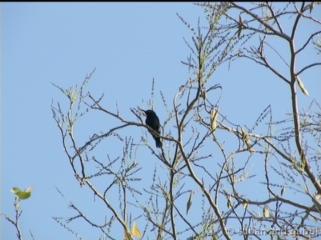 psunbird1
