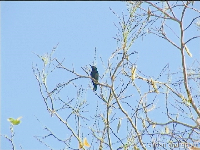 psunbird2-gamma2.0