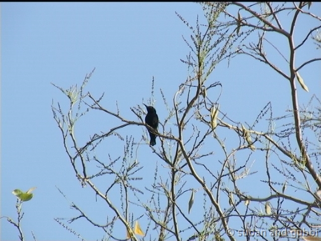 psunbird2