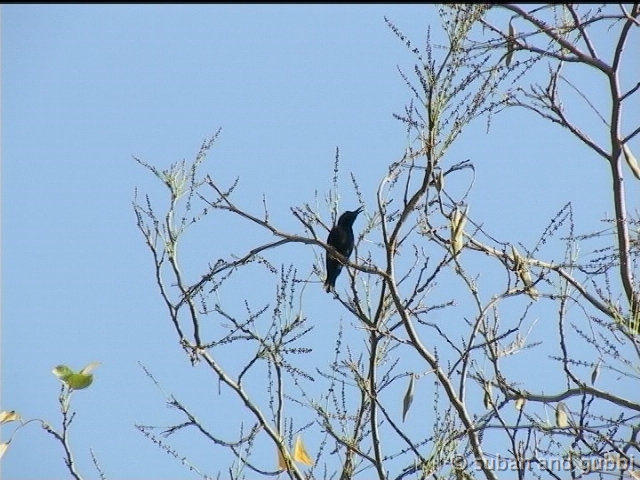 psunbird3