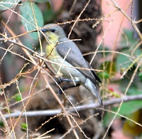  Female