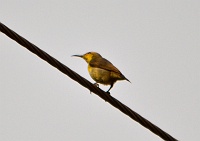  Female