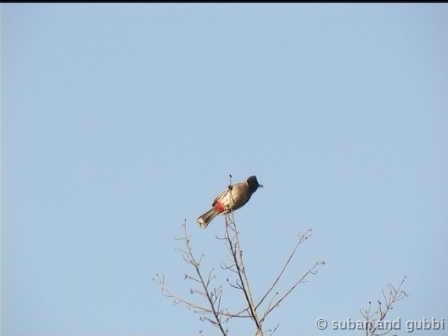 rvbulbul