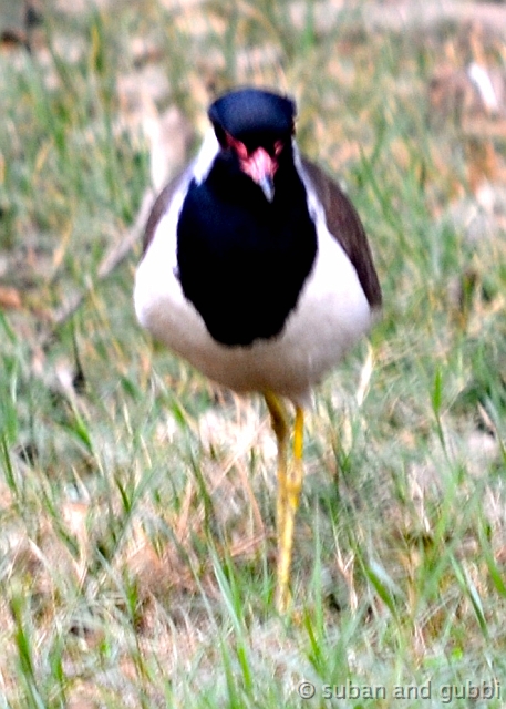 DSC_0097