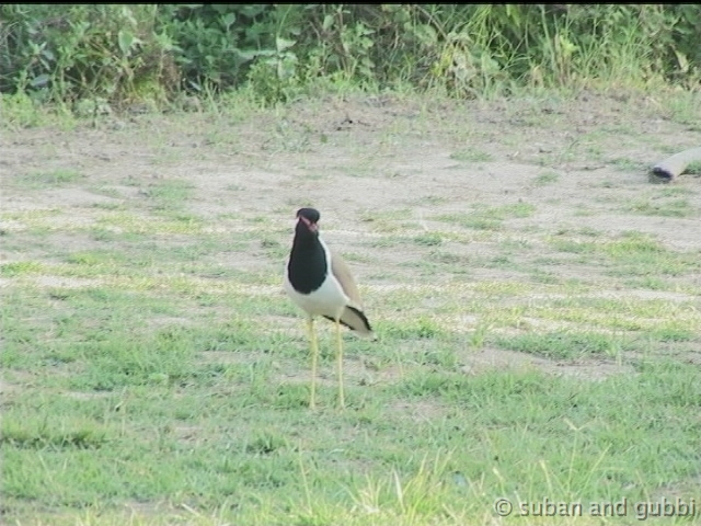 rwlapwing2