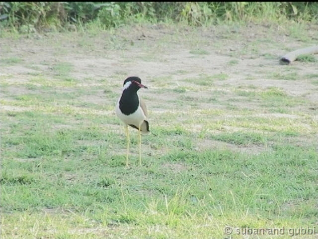 rwlapwing3