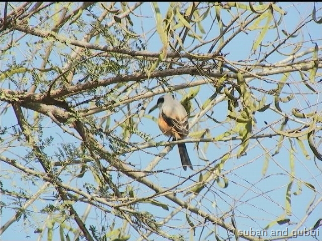 rbshrike3
