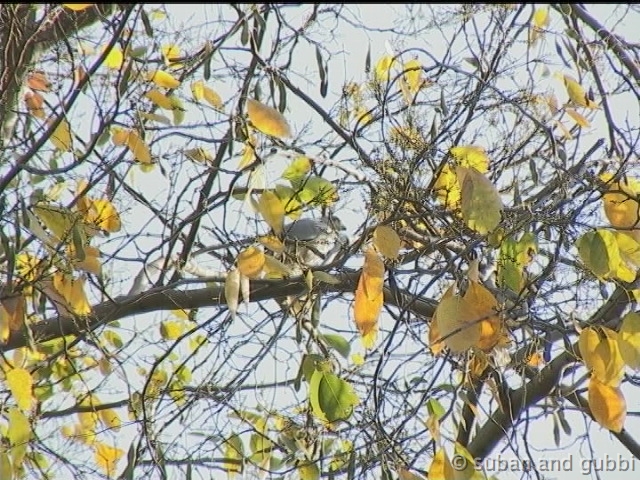 shikra2