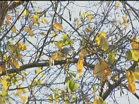 Shikra