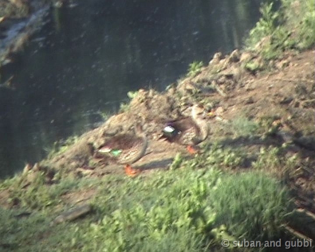 ducks
