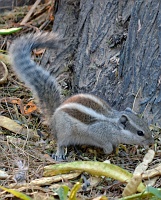 Squirrel