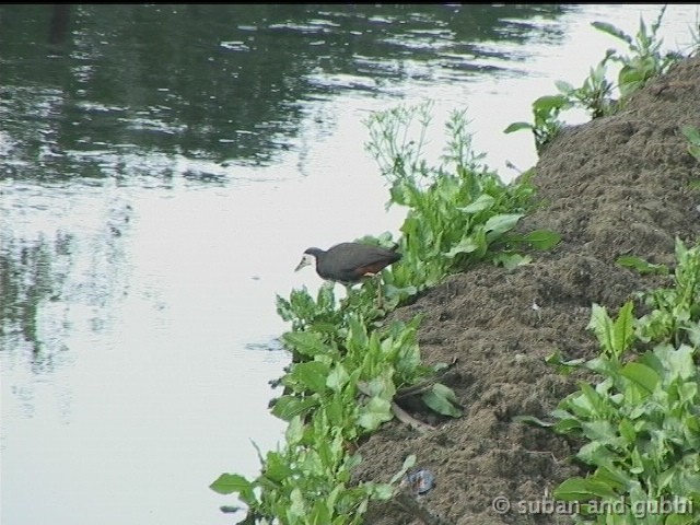 wbwaterhen