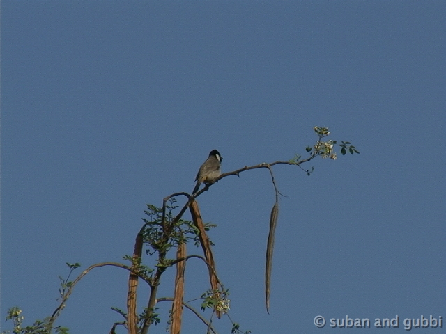 wcbulbul