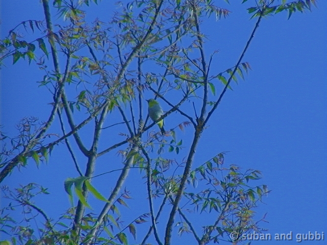 white-eye-gamma2.0