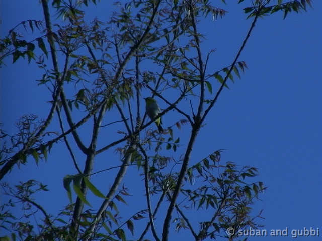 white-eye